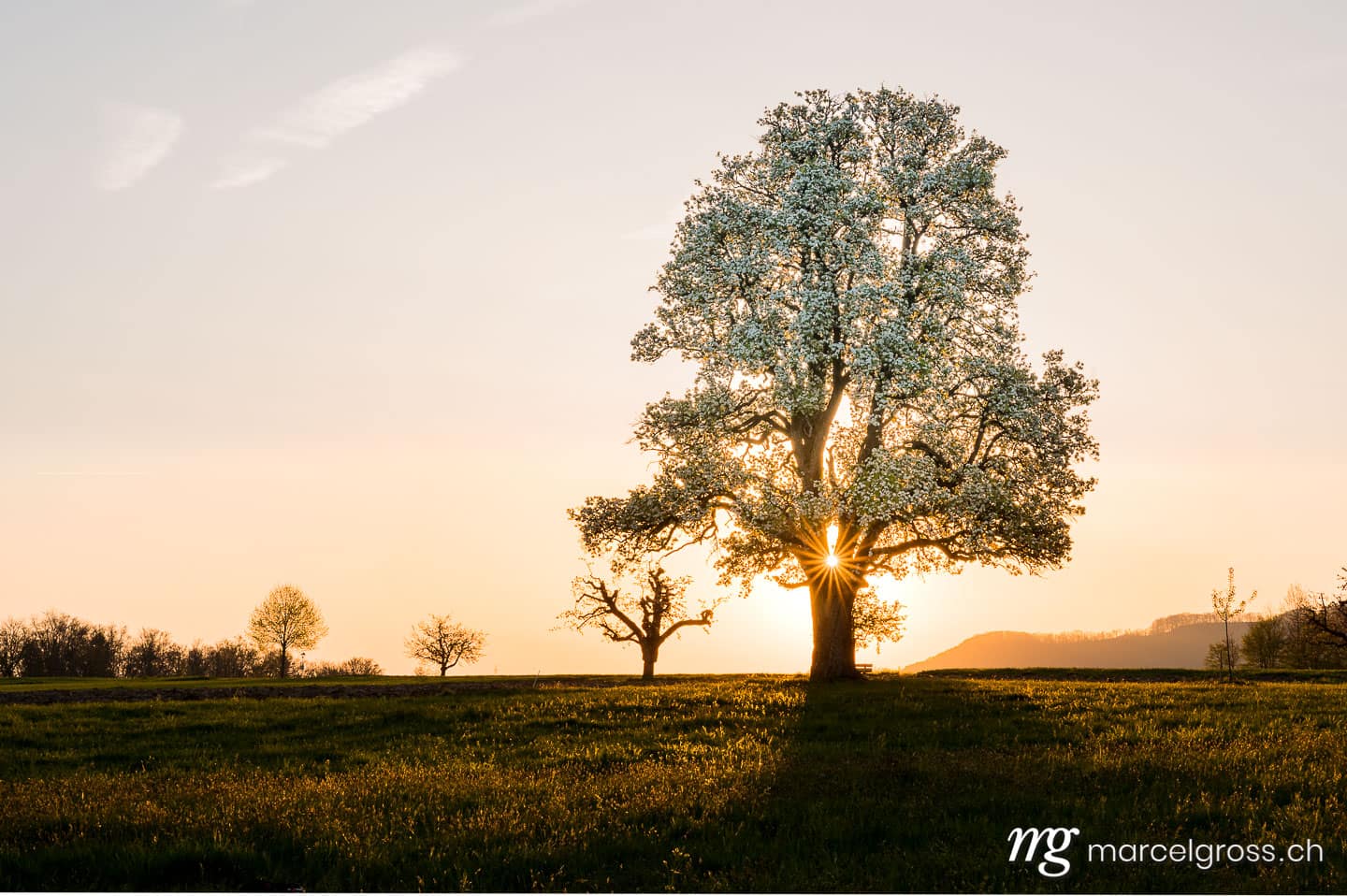 Frühlingsbilder Schweiz. wonderful spring sunrise with a giant pear tree in Baselland. Marcel Gross Photography