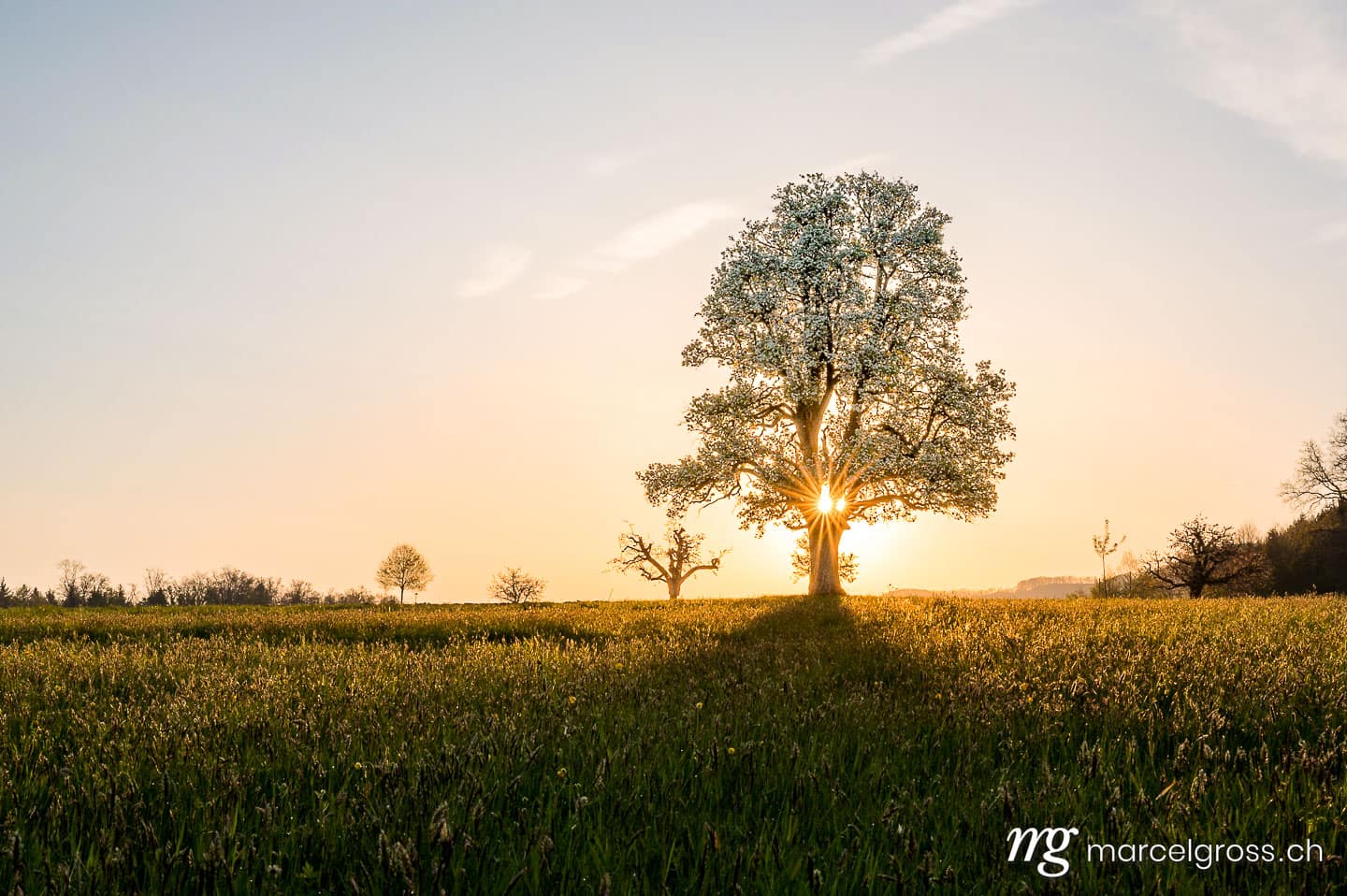 Frühlingsbilder Schweiz. giant pear tree during spring at sunset. Marcel Gross Photography