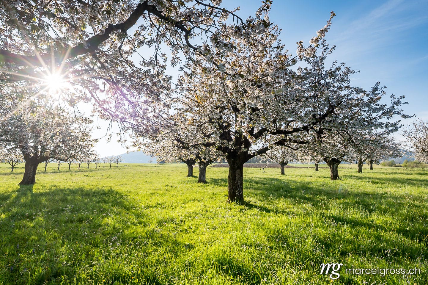 Baselbiet Bilder. sun shining into cherry orchard in Baselland in spring. Marcel Gross Photography
