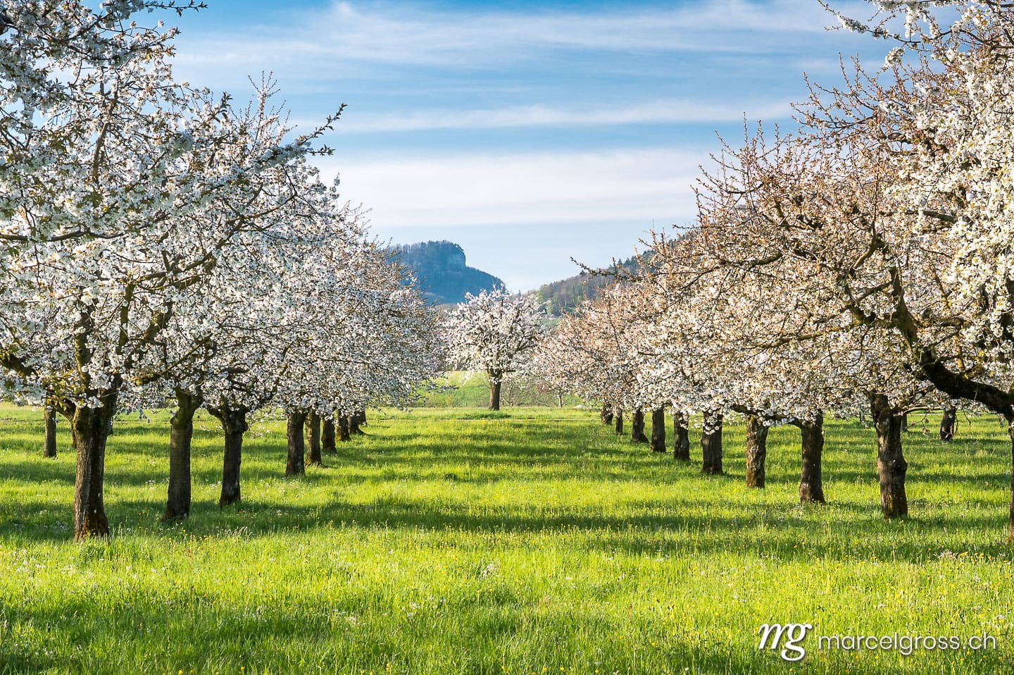 Baselbiet Bilder. orchard during cherry blossom in Baselland in spring. Marcel Gross Photography