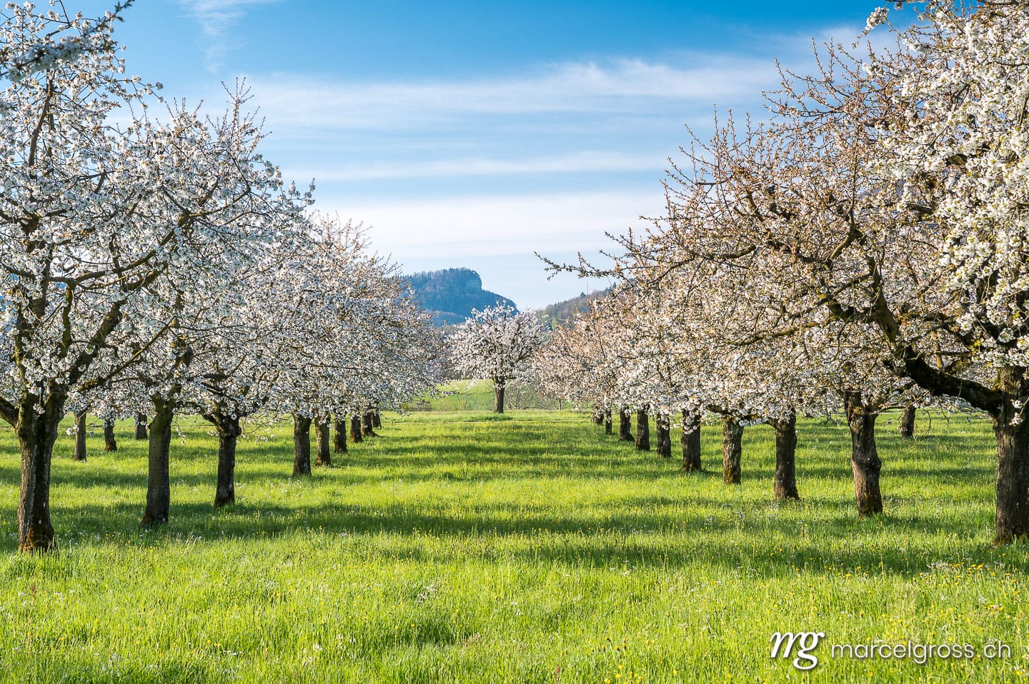 Frühlingsbilder Schweiz. orchard during cherry blossom in Baselland in spring. Marcel Gross Photography