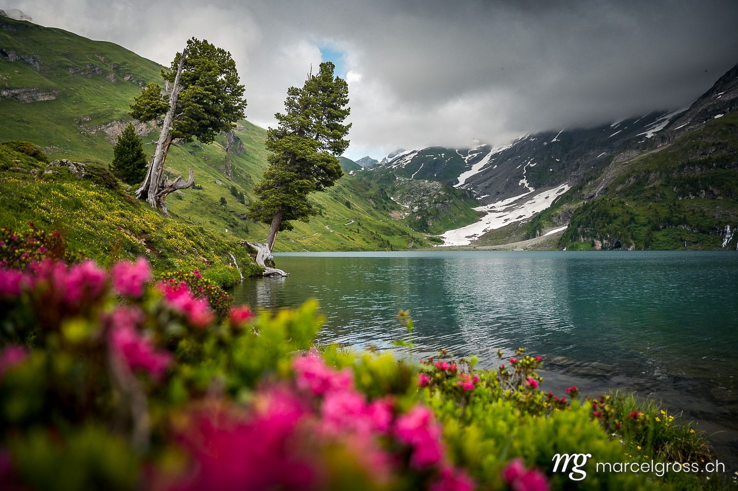 Sommerbilder Schweiz. two old trees at Engstlensee in the Bernese alps with alpine roses in the foreground. Marcel Gross Photography