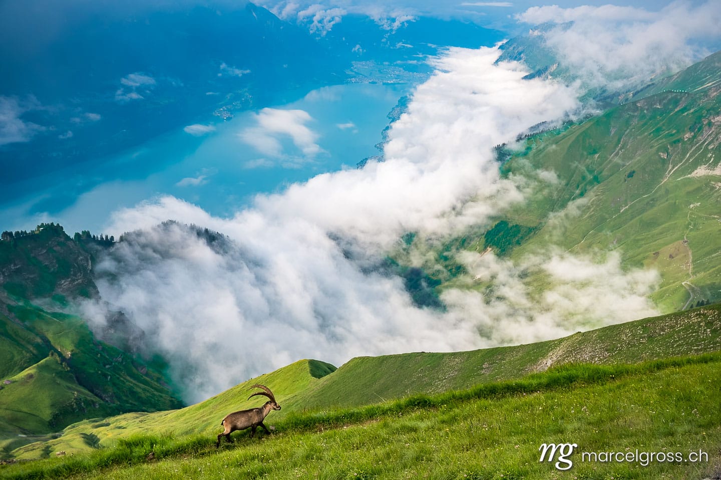 Capricorn pictures. ibex high above lake brienz. Marcel Gross Photography
