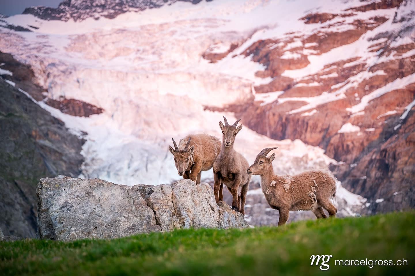 Steinbock Bilder. . Marcel Gross Photography