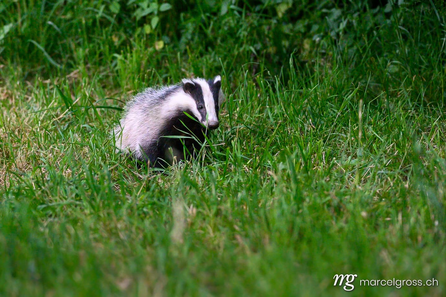 . European badger (Meles meles) in grass in Emmental. Marcel Gross Photography