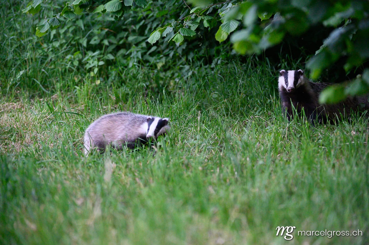 . European badger (Meles meles) in grass in Emmental. Marcel Gross Photography