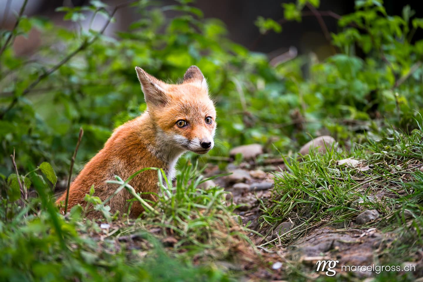 Fuchs Bilder. young fox at the den. Marcel Gross Photography