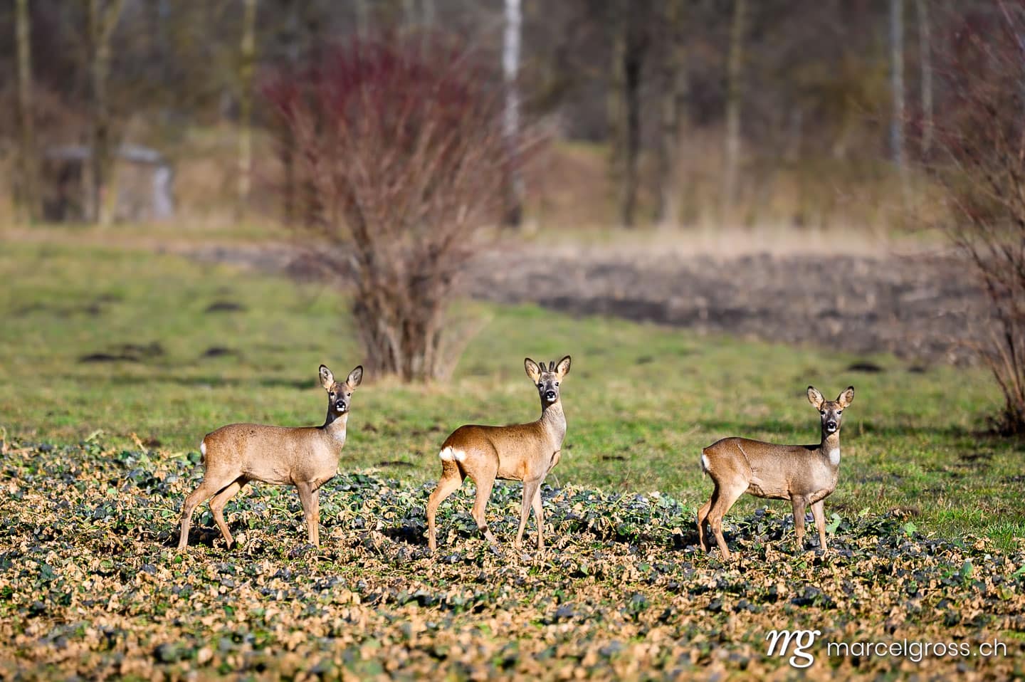 Wildlife in Switzerland. Three deer in Seeland. Marcel Gross Photography