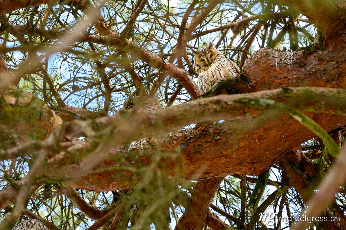 Wildtiere der Schweiz. . Marcel Gross Photography
