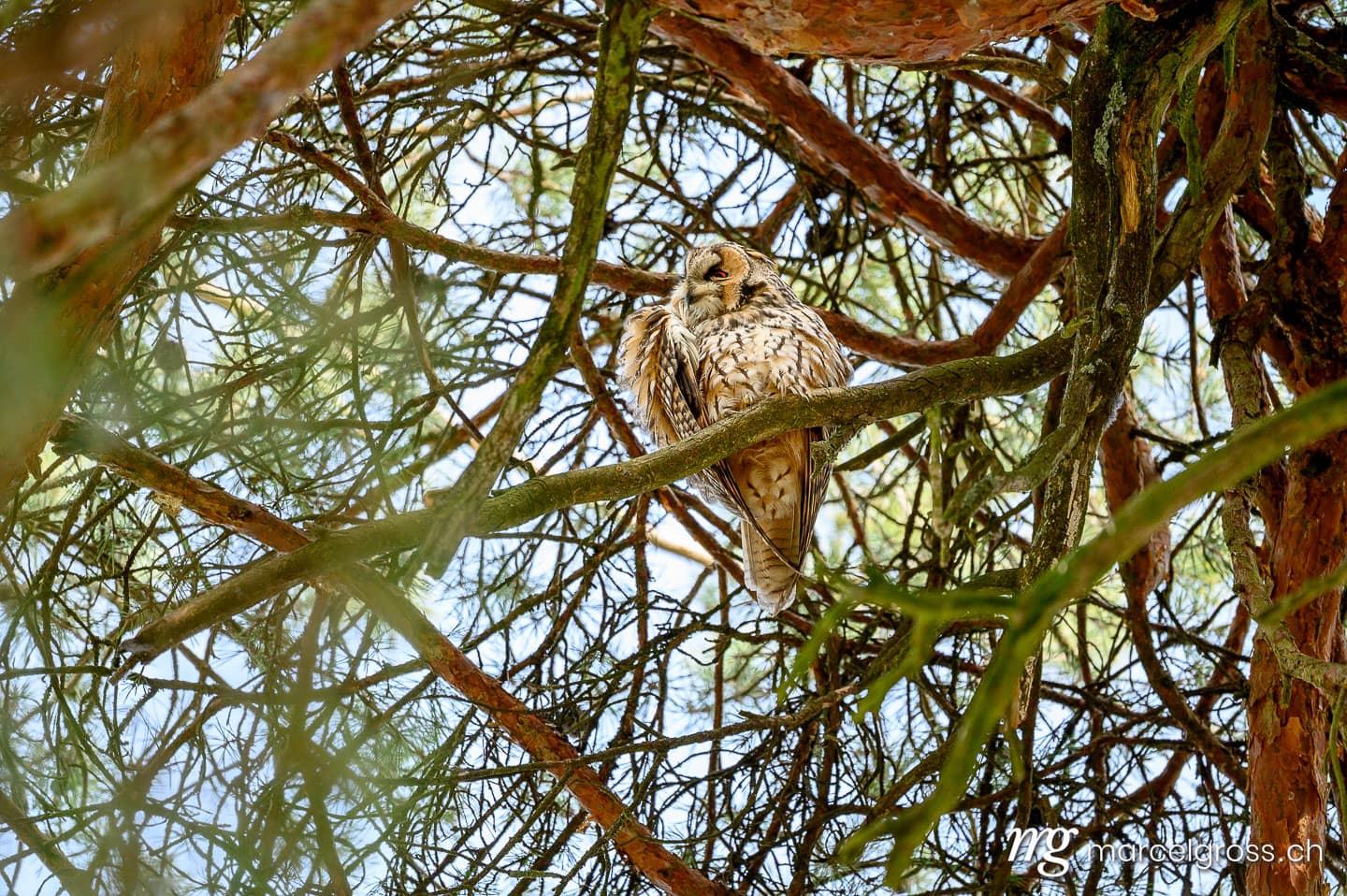 Wildtiere der Schweiz. . Marcel Gross Photography