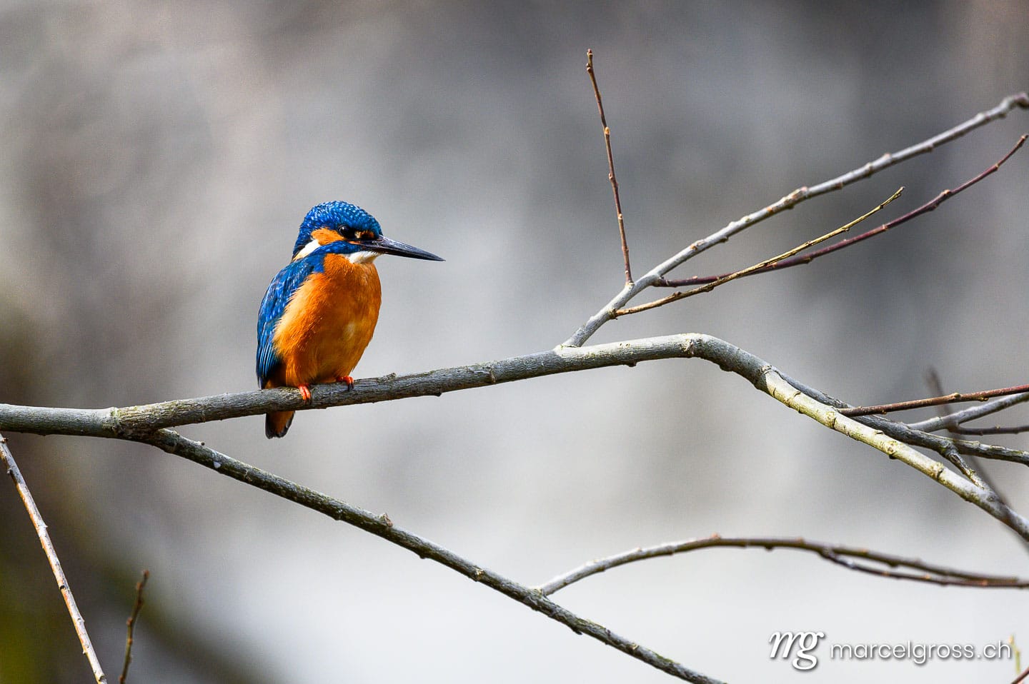 swiss bird pictures. . Marcel Gross Photography