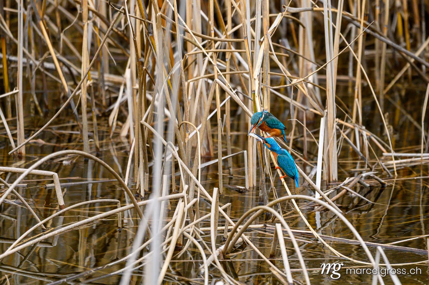 Common Kingfishers (Alcedo atthis) in reeds in the Seeland, Switzerland. swiss bird pictures (c) Marcel Gross Photography