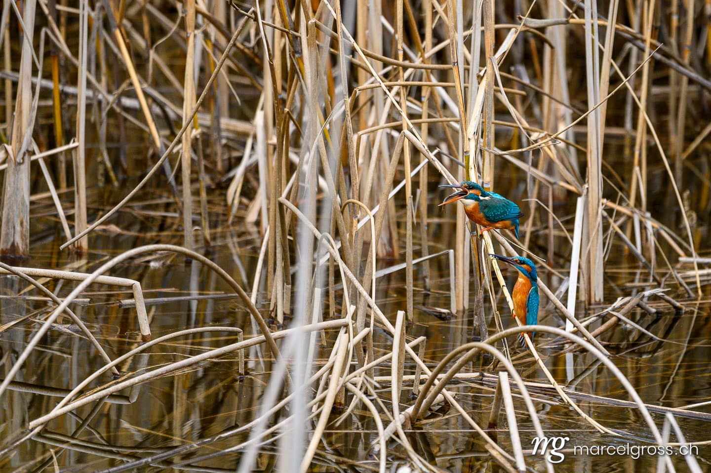 Common Kingfishers (Alcedo atthis) in reeds in the Seeland, Switzerland. swiss bird pictures (c) Marcel Gross Photography