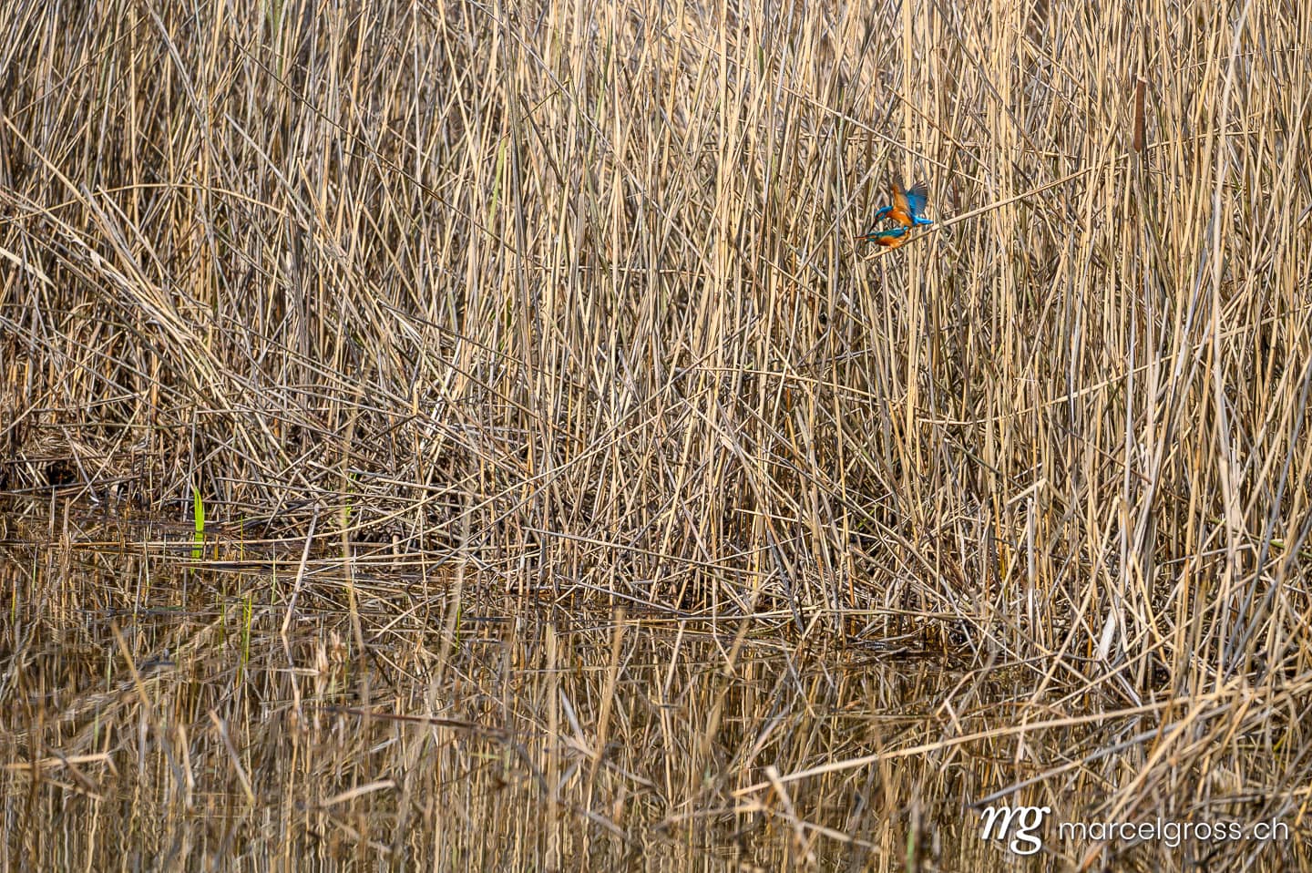 Common Kingfisher (Alcedo atthis) in flight over reeds in the Seeland, Switzerland. swiss bird pictures (c) Marcel Gross Photography