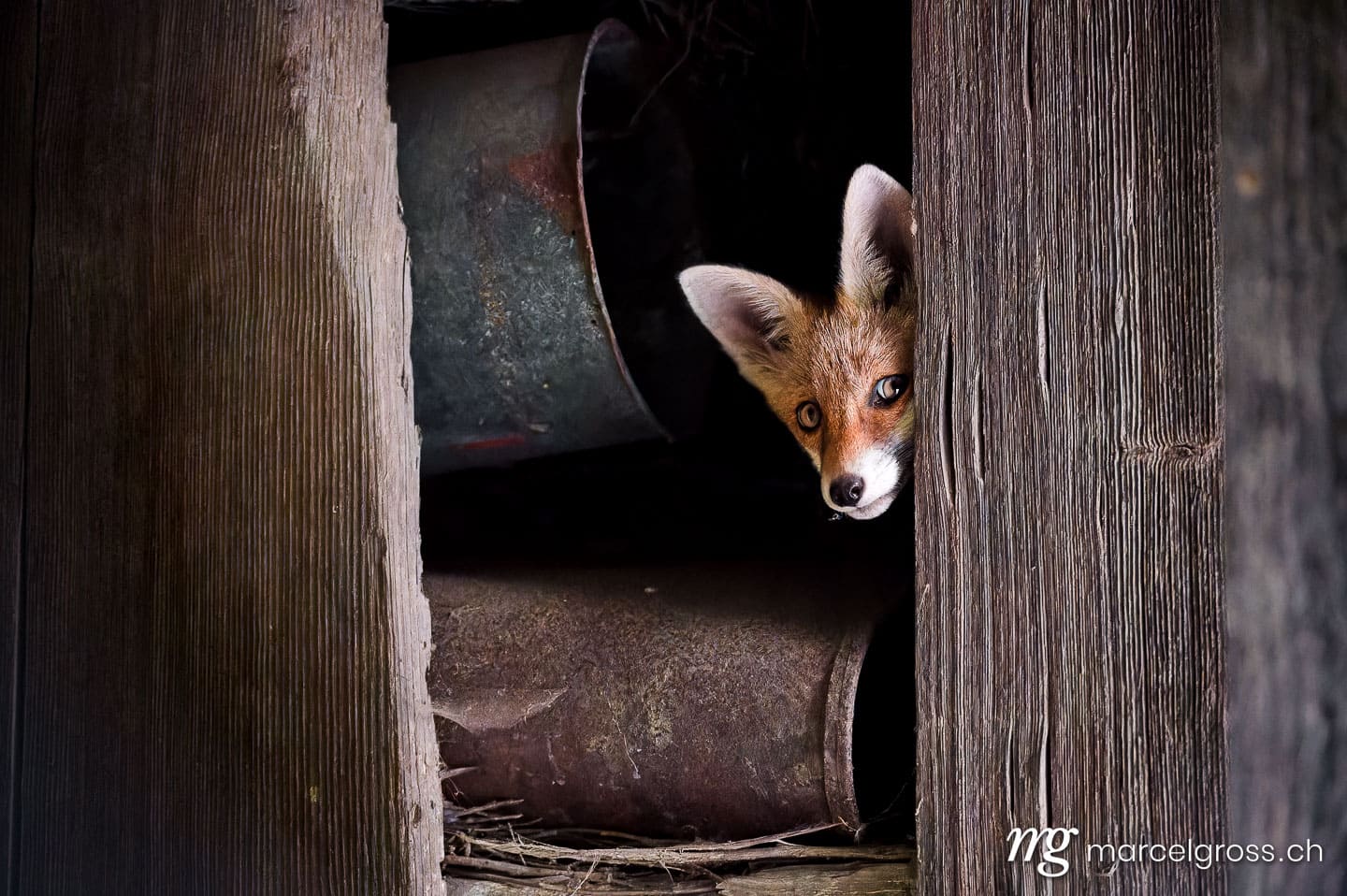 fox pictures. . Marcel Gross Photography