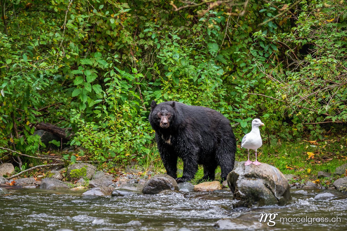 Schwarzbär Bilder. . Marcel Gross Photography