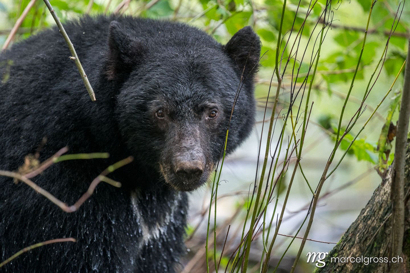 Schwarzbär Bilder. . Marcel Gross Photography