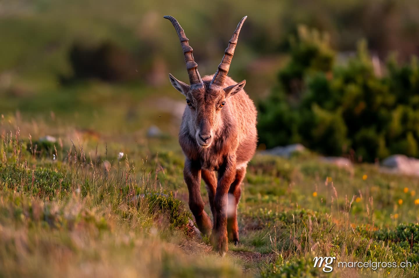 Steinbock Bilder. Junger Steinbock in Abendstimmung in Alpwiese im Berner Oberland. Marcel Gross Photography