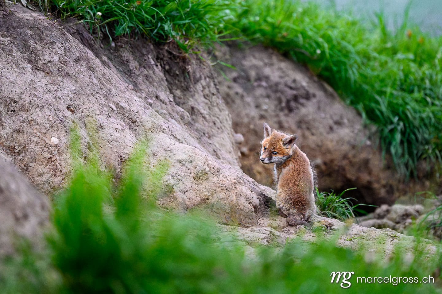 Fuchs Bilder. . Marcel Gross Photography