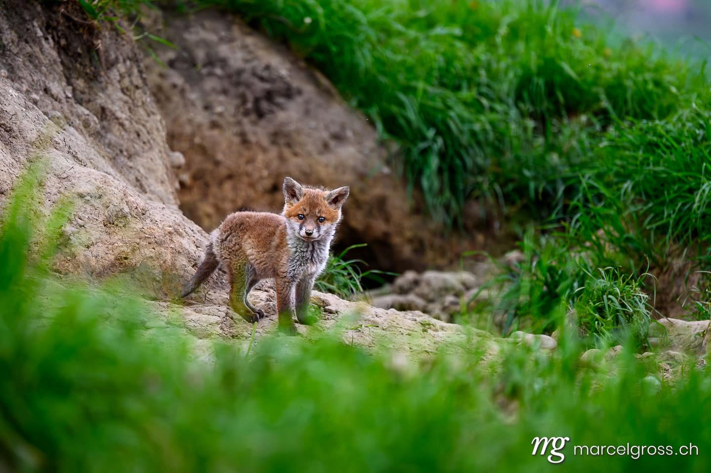 Fuchs Bilder. . Marcel Gross Photography