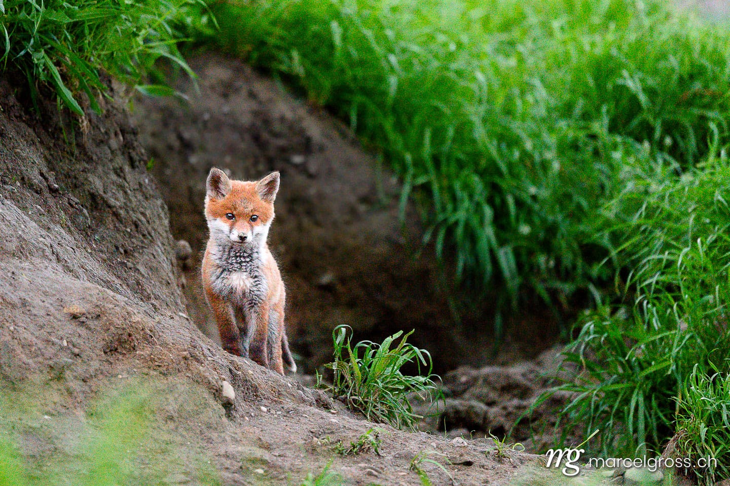 Fuchsbilder. . Marcel Gross Photography