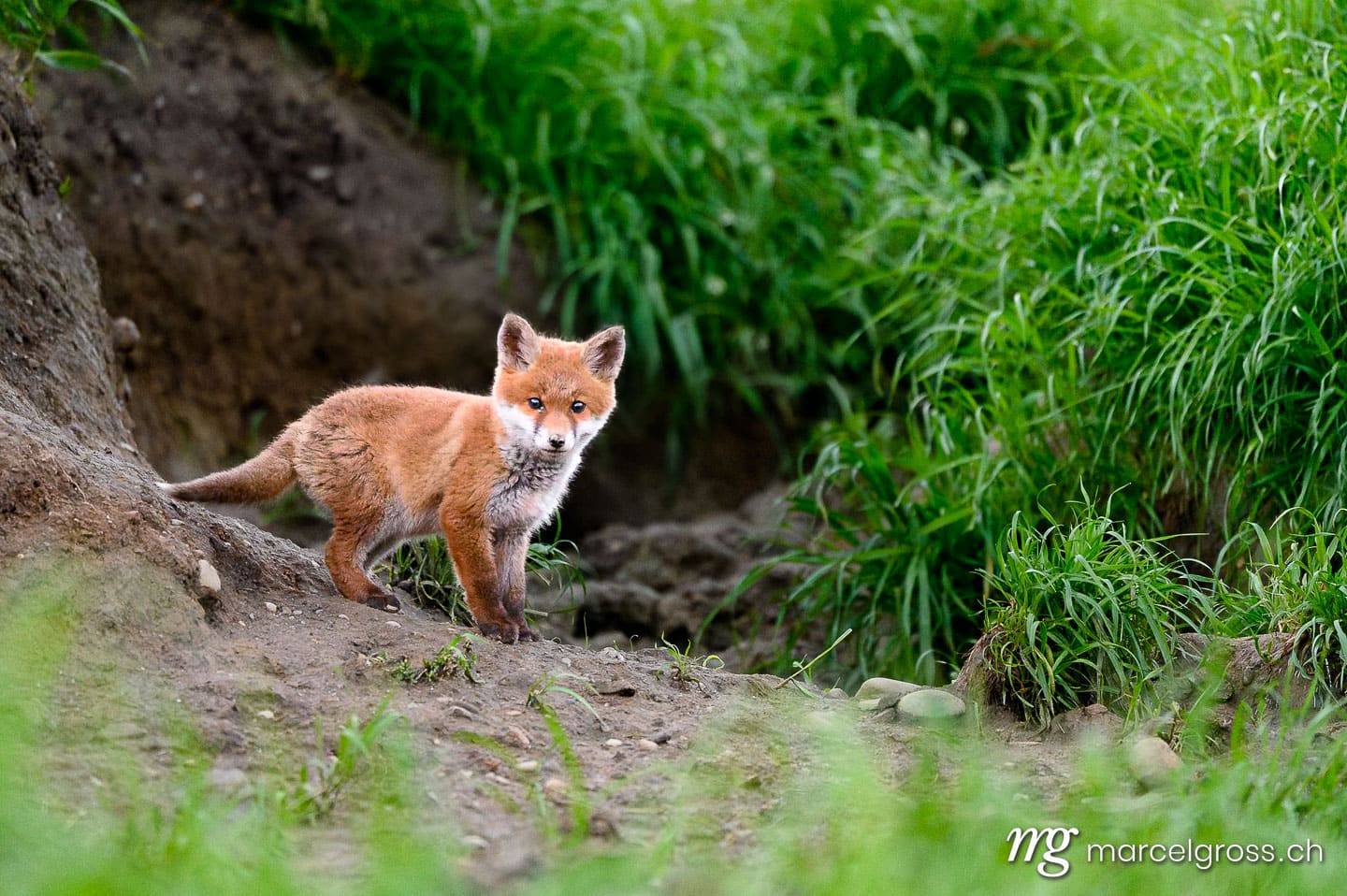 Fuchsbilder. . Marcel Gross Photography