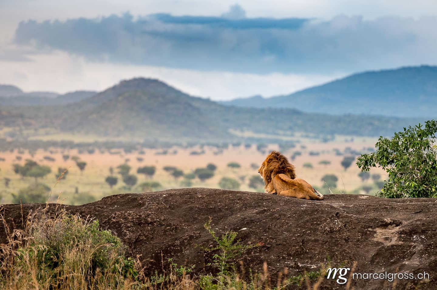 Uganda Bilder. male lions on top of a kopje overlooking their territory in Kidepo National Park. Marcel Gross Photography