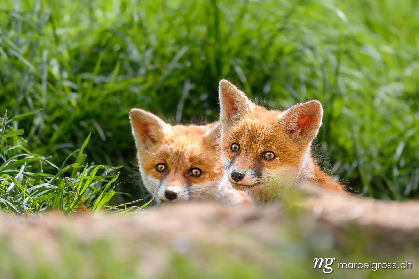 Fuchs Bilder. . Marcel Gross Photography