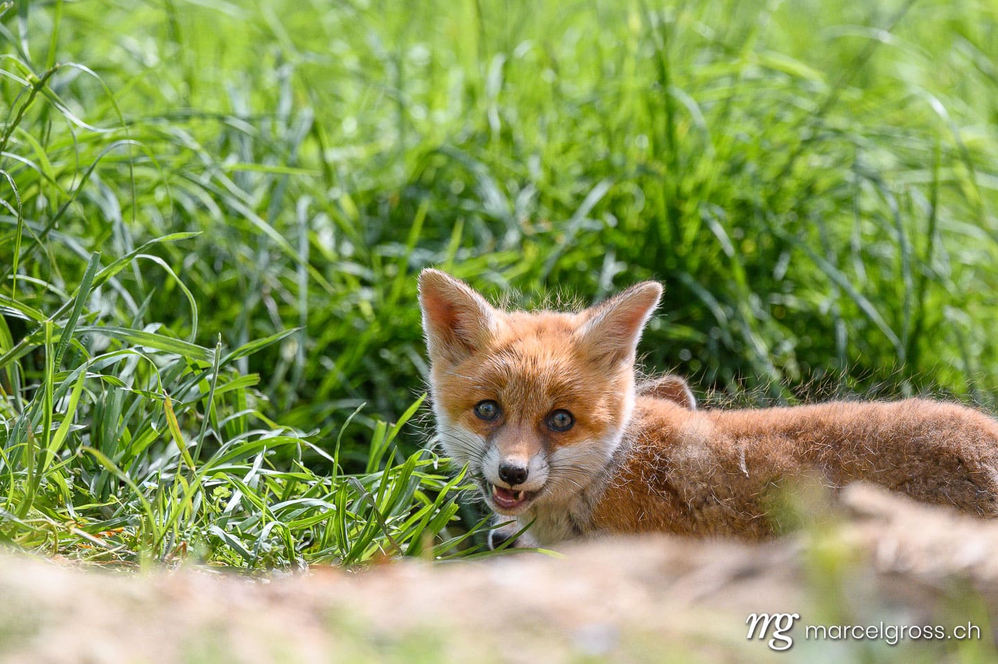 Fuchs Bilder. . Marcel Gross Photography