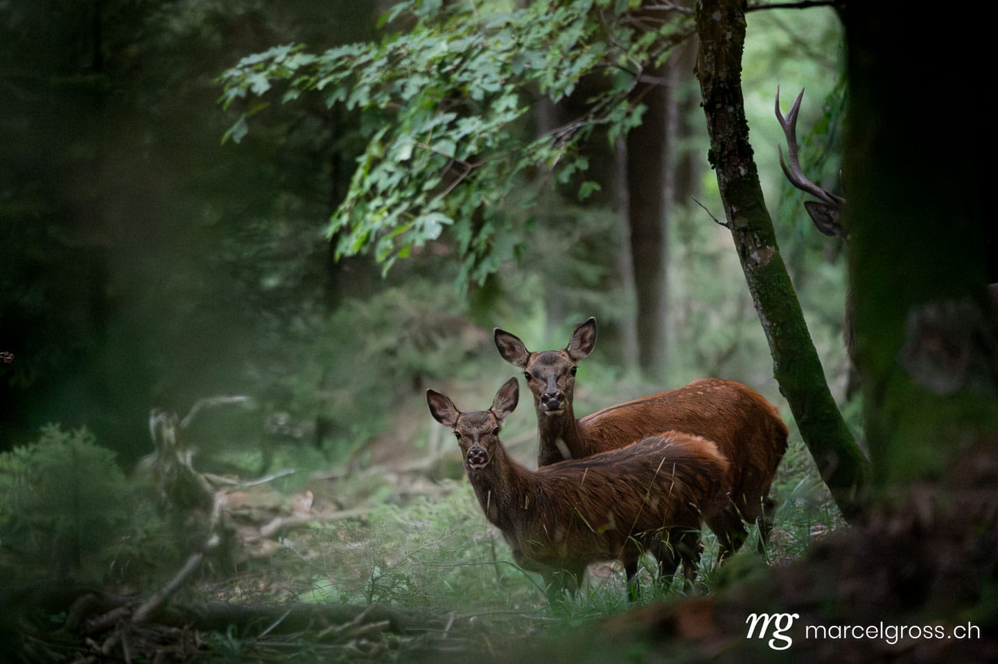 . . Marcel Gross Photography