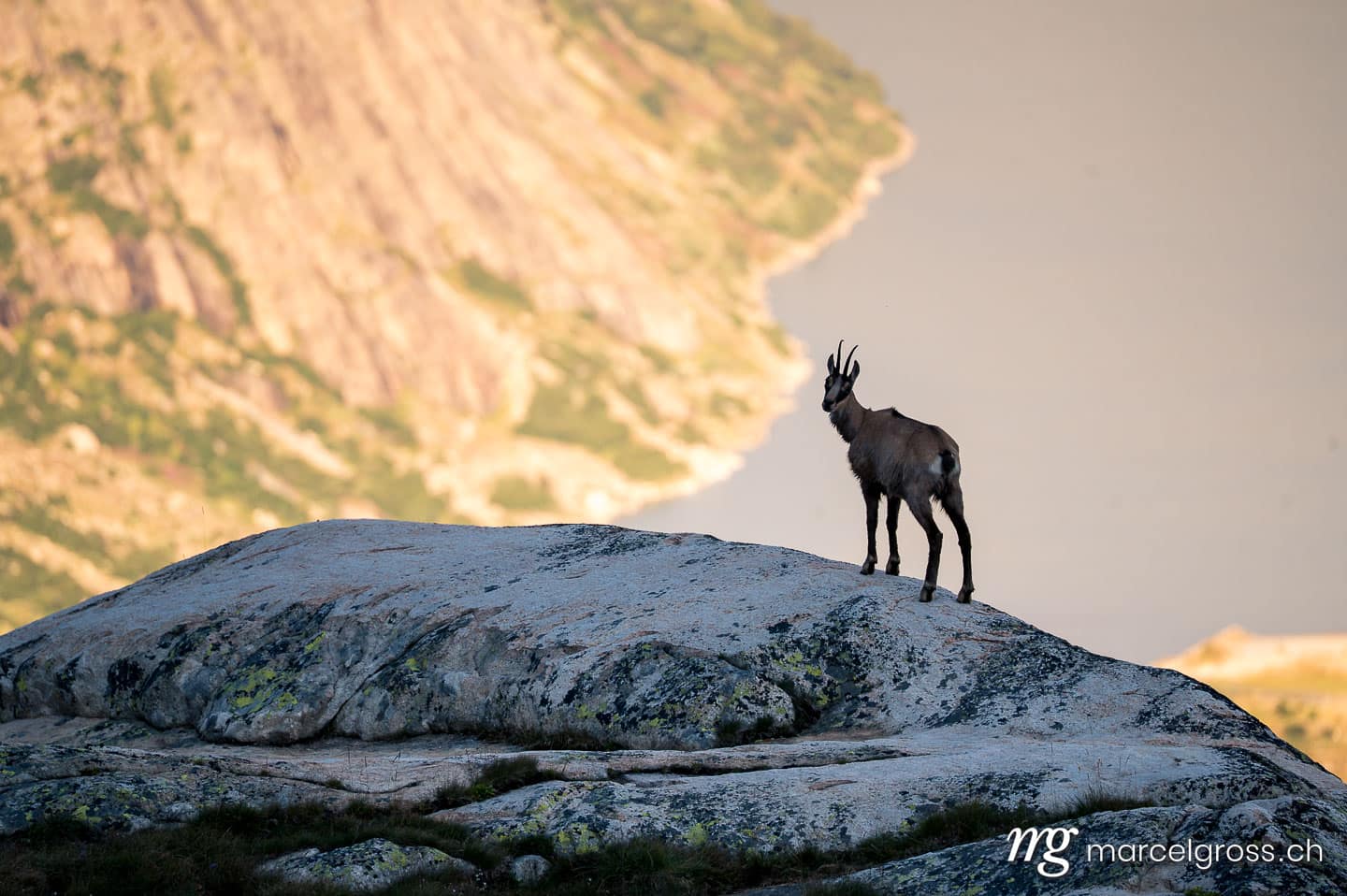 . chamois above Grimselsee in the Bernese Alps. Marcel Gross Photography