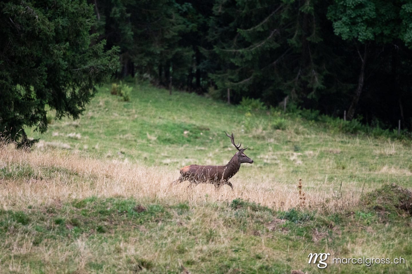 . . Marcel Gross Photography