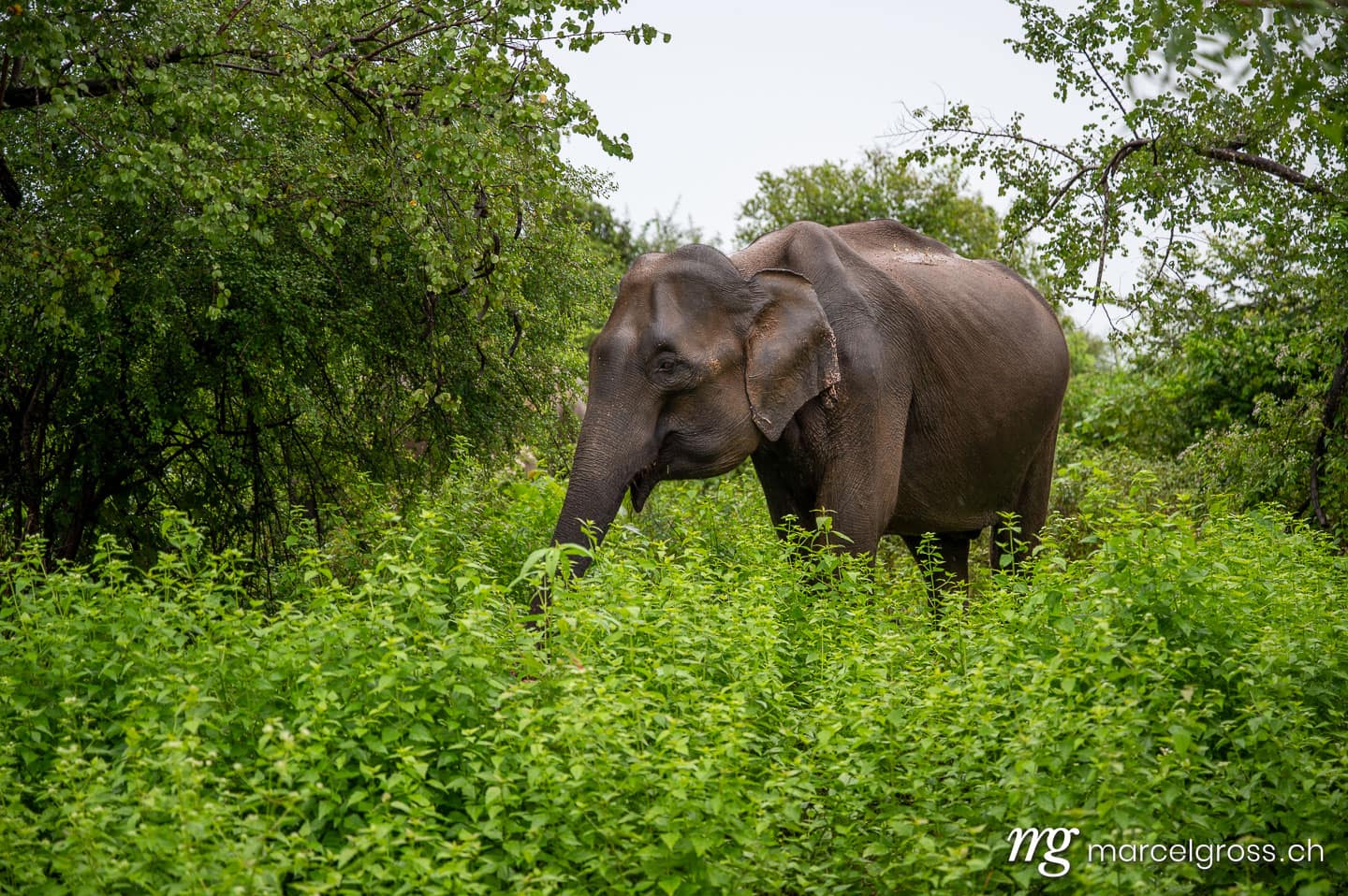 Asian elephant in Udawalawe National Park, Sri Lanka (Elephas maximus). sri lanka bilder (c) Marcel Gross Photography