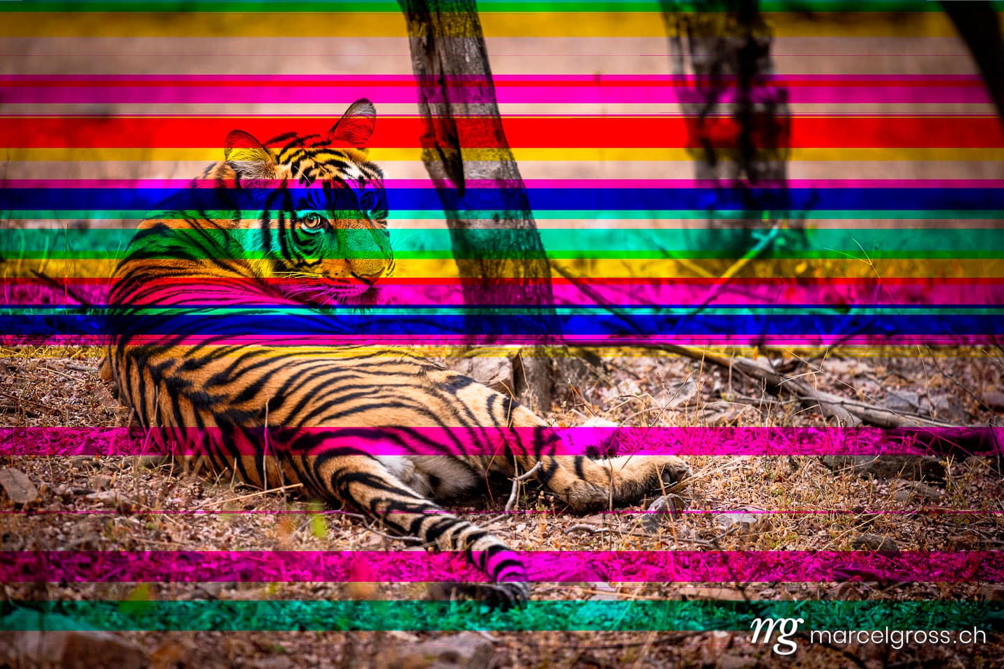 a beautiful young tiger looking at the Safari Tourists whatching him. Taken by Marcel Gross Photography
