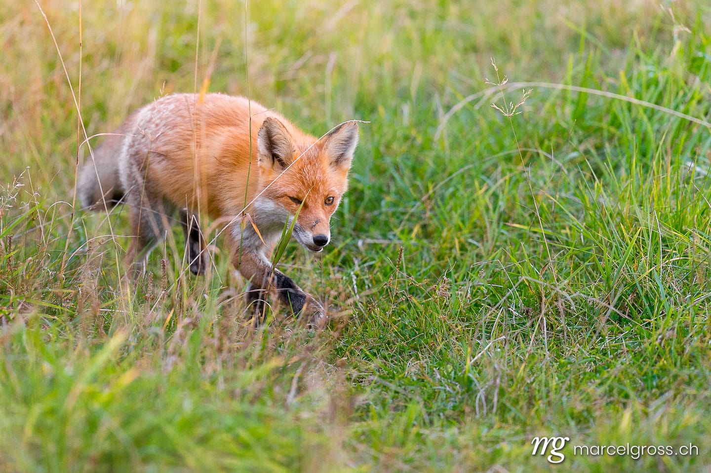 . Redfox in Shiretoko National Park, Hokkaido. Marcel Gross Photography