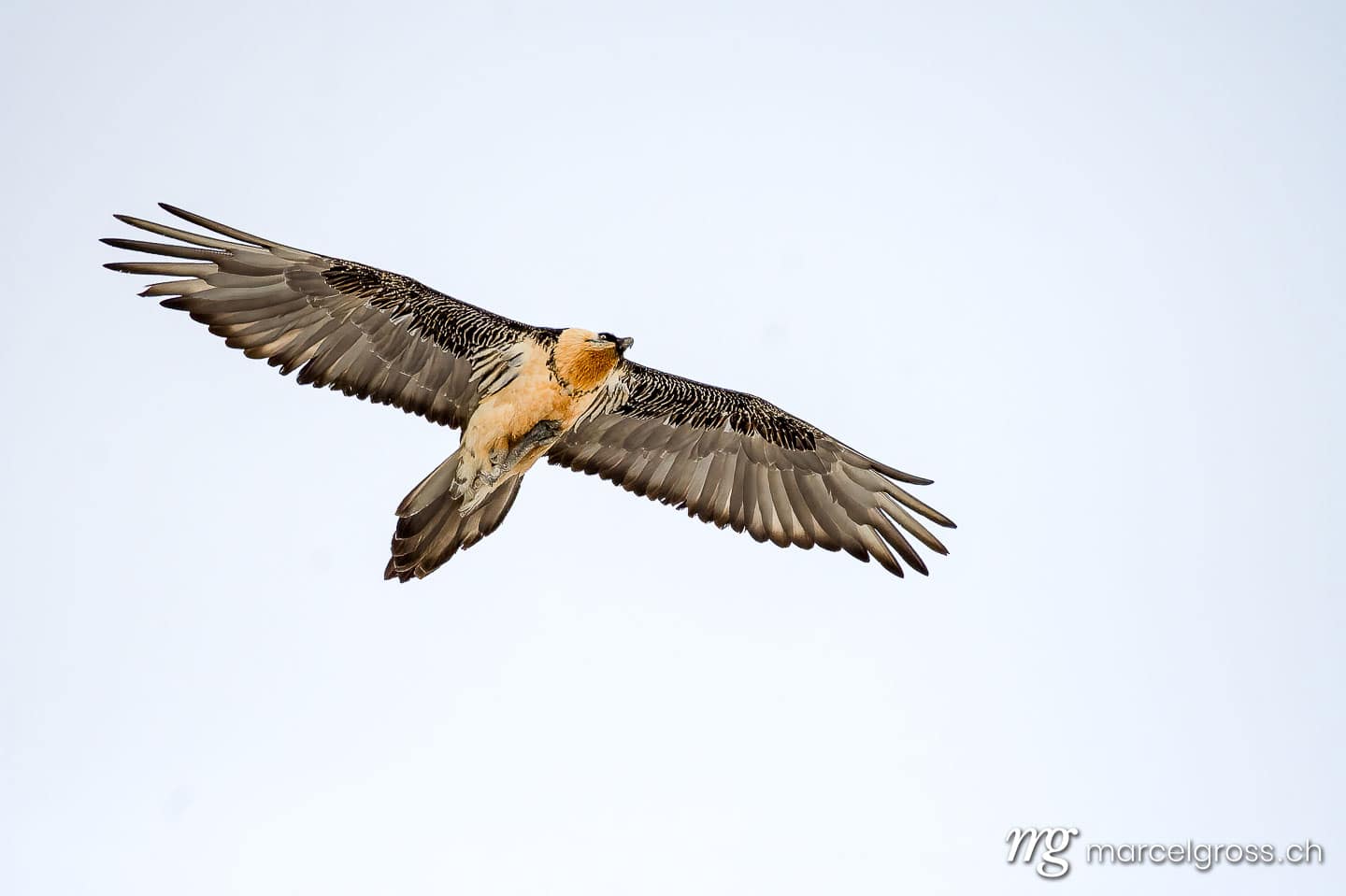 Vogel Bilder Schweiz. Bearded vulture (Gypaetus barbatus) in flight in winter in the Swiss Alps. Marcel Gross Photography