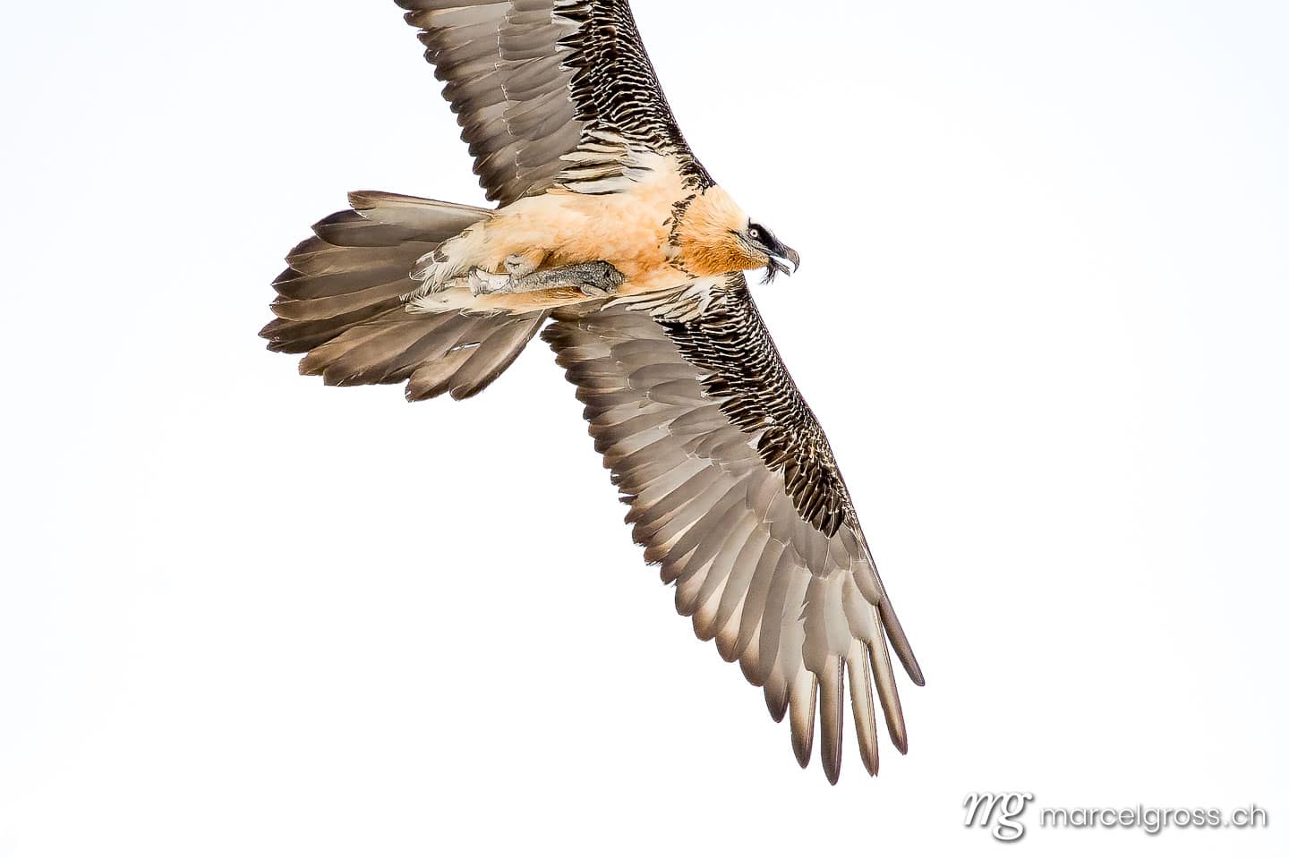 Vogel Bilder Schweiz. Bearded vulture (Gypaetus barbatus) in flight in Valais, Switzerland. Marcel Gross Photography