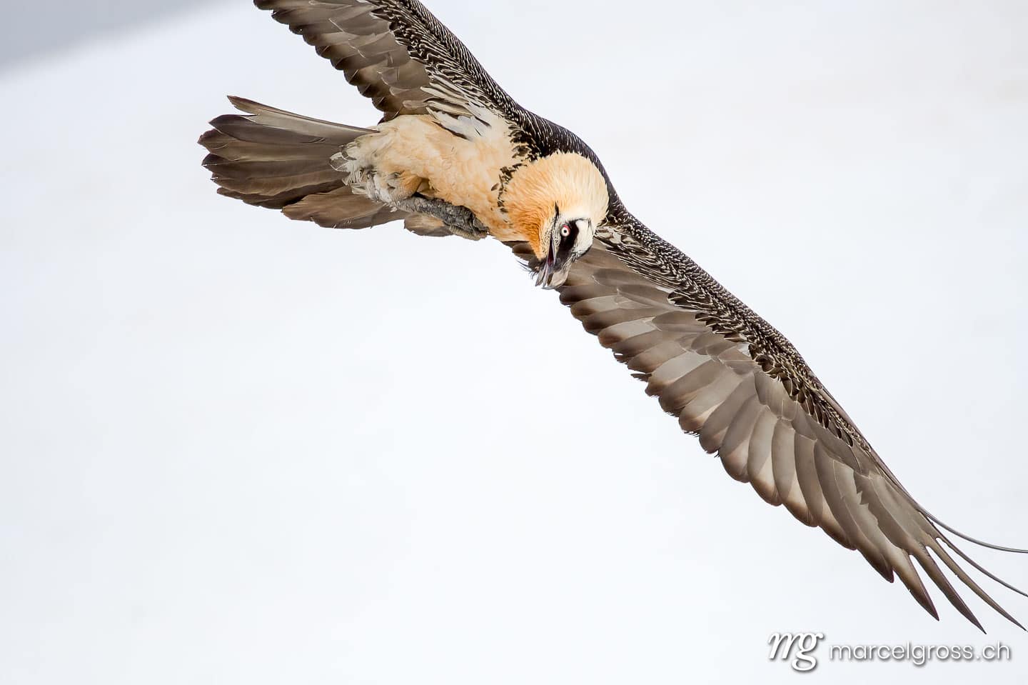 Vogel Bilder Schweiz. Bearded vulture (Gypaetus barbatus) in flight in winter in the Swiss Alps. Marcel Gross Photography