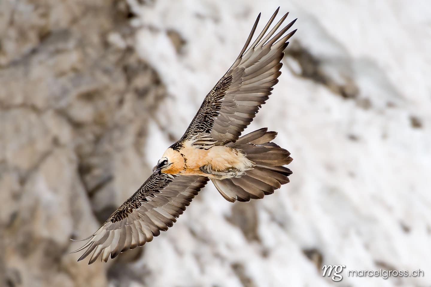 Vogel Bilder Schweiz. Bearded vulture (Gypaetus barbatus) in flight in winter in the Swiss Alps. Marcel Gross Photography