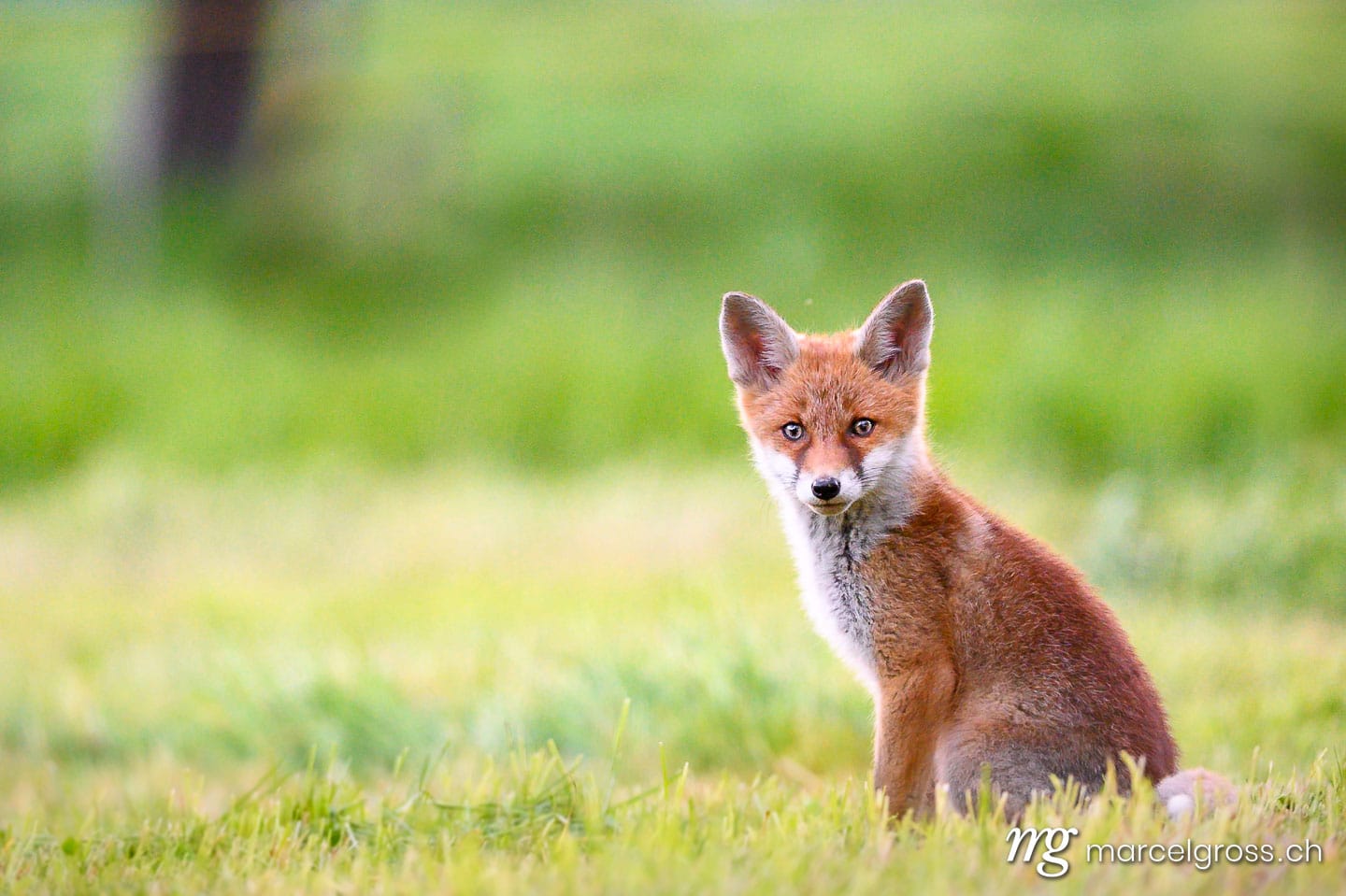 . curious young fox in short green grass in Emmental. Marcel Gross Photography