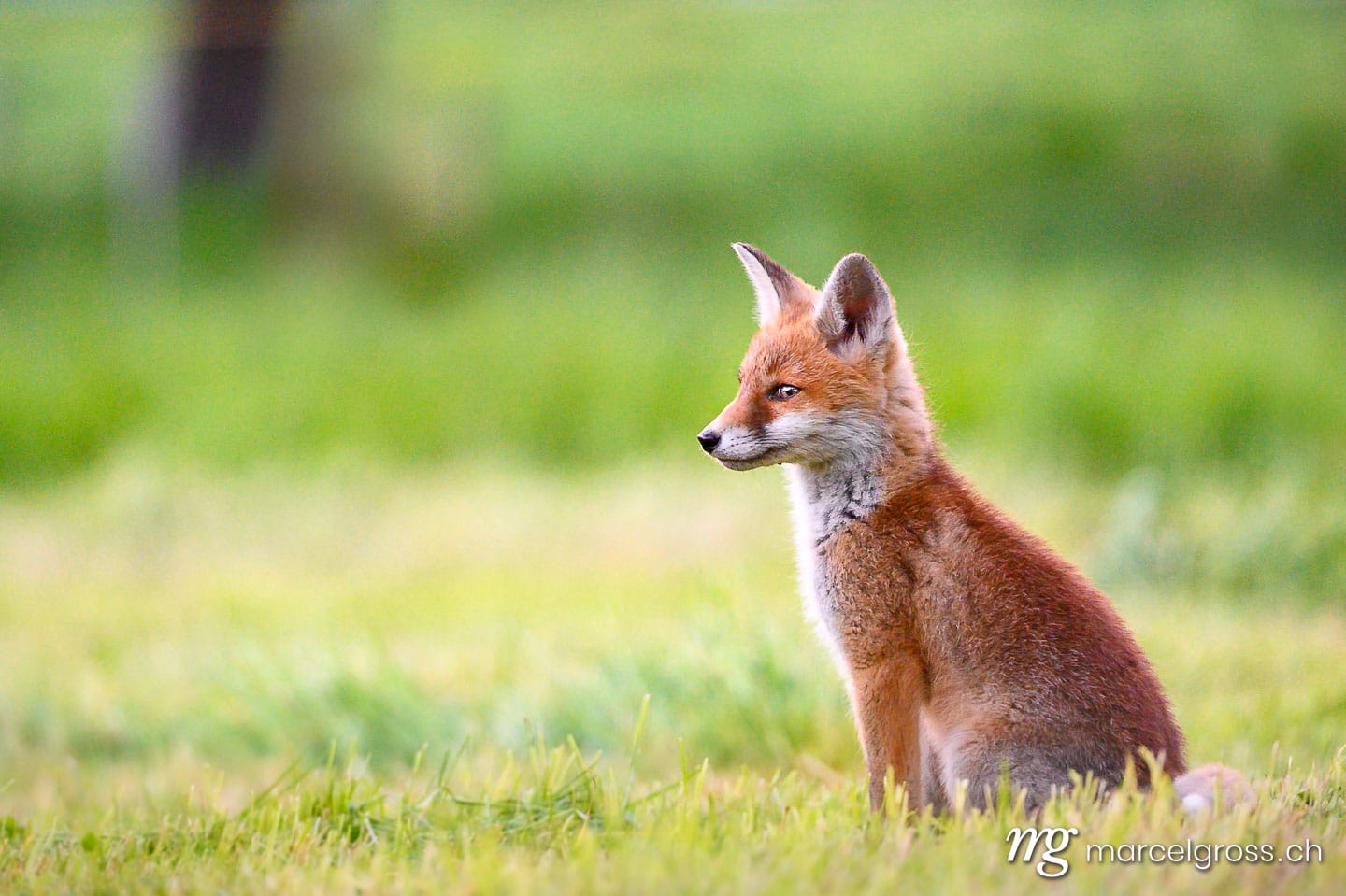 . curious young fox in short green grass in Emmental. Marcel Gross Photography