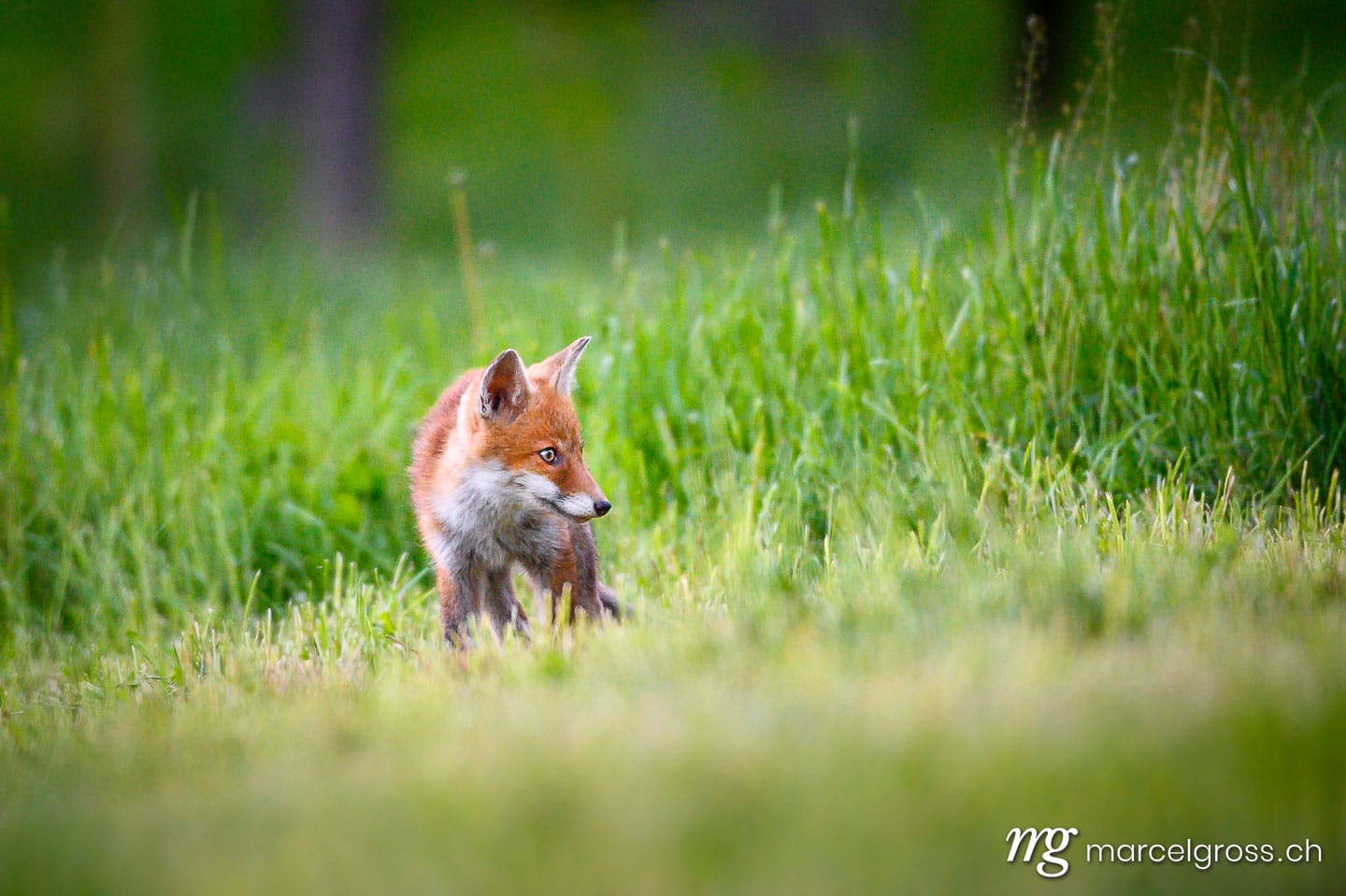 . curious young fox in short green grass in Emmental. Marcel Gross Photography
