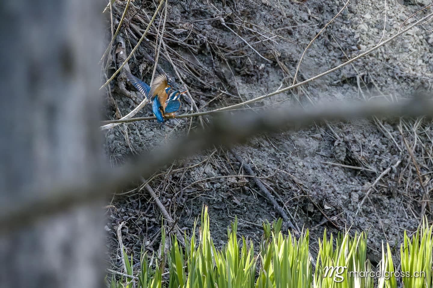 Swiss kingfisher at a pond. Bird pictures Switzerland (c) Marcel Gross Photography