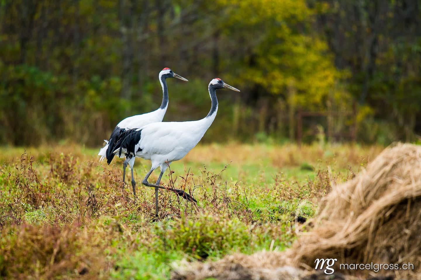 . two Japanese crane in Hokkaido. Marcel Gross Photography