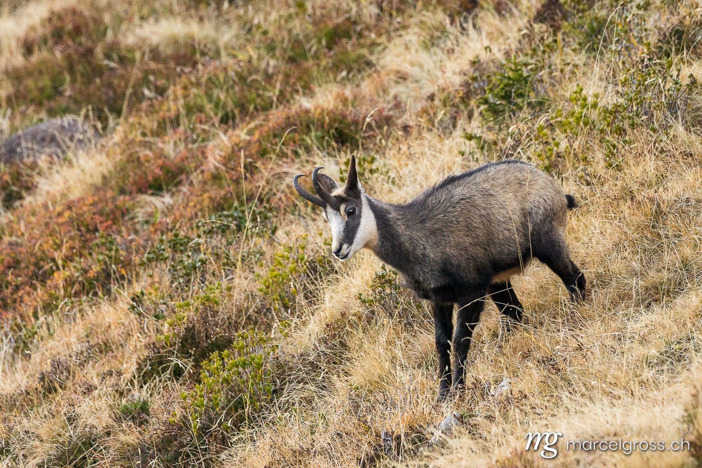 . a chamois in the Bernese Alps. Marcel Gross Photography