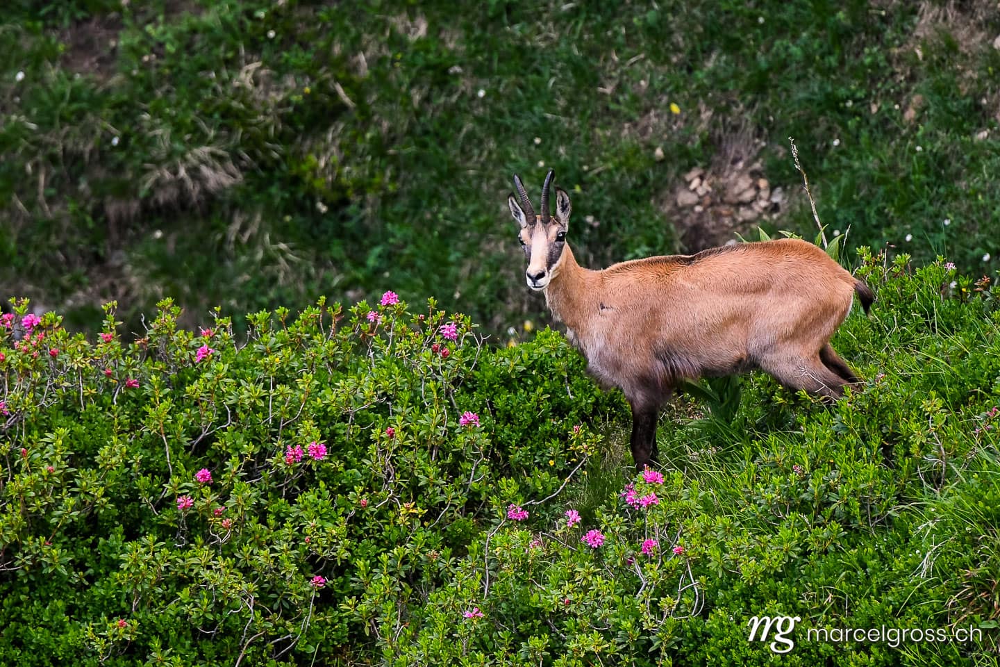 . chamois in alpine roses in the Bernese Alps. Marcel Gross Photography