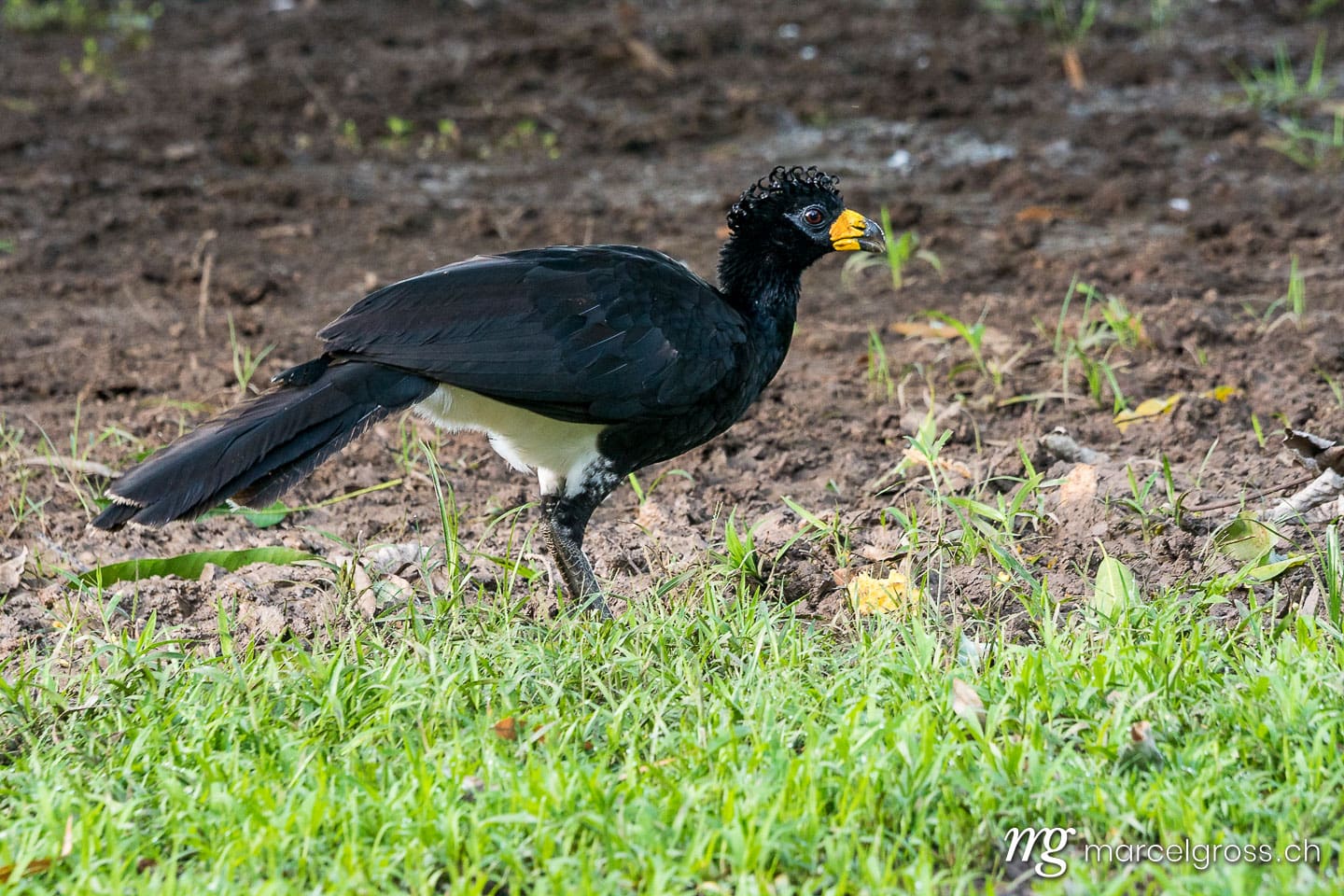. Bare-faced curassow in the brazilian Pantanal. Marcel Gross Photography