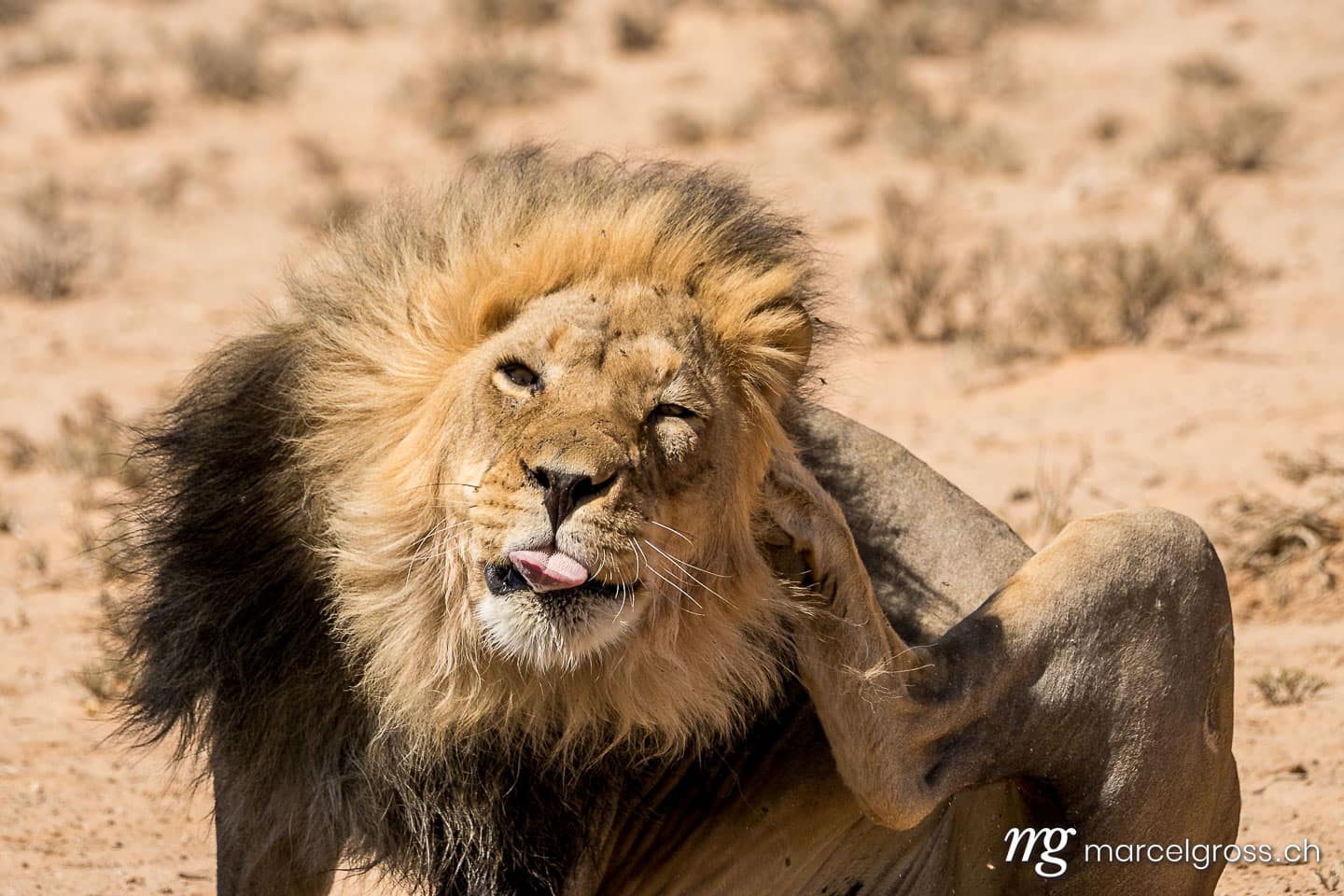 Löwen Bilder. big maned male lion scratching his head in Kgalagadi Transfrontier Nation Park. Marcel Gross Photography