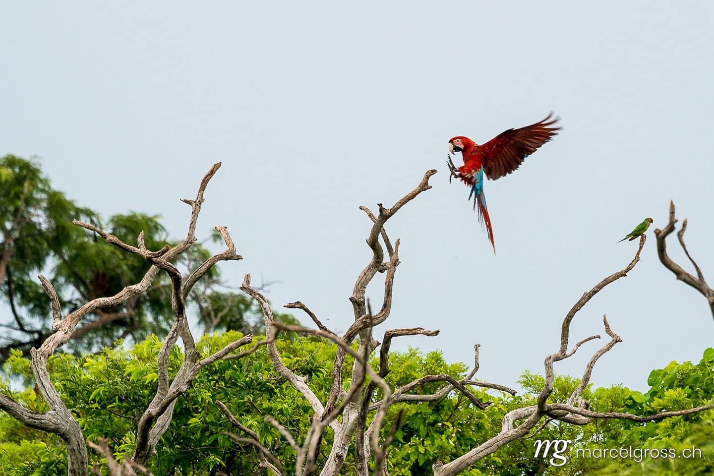 . landing macaw in the brazilian Pantanal. Marcel Gross Photography