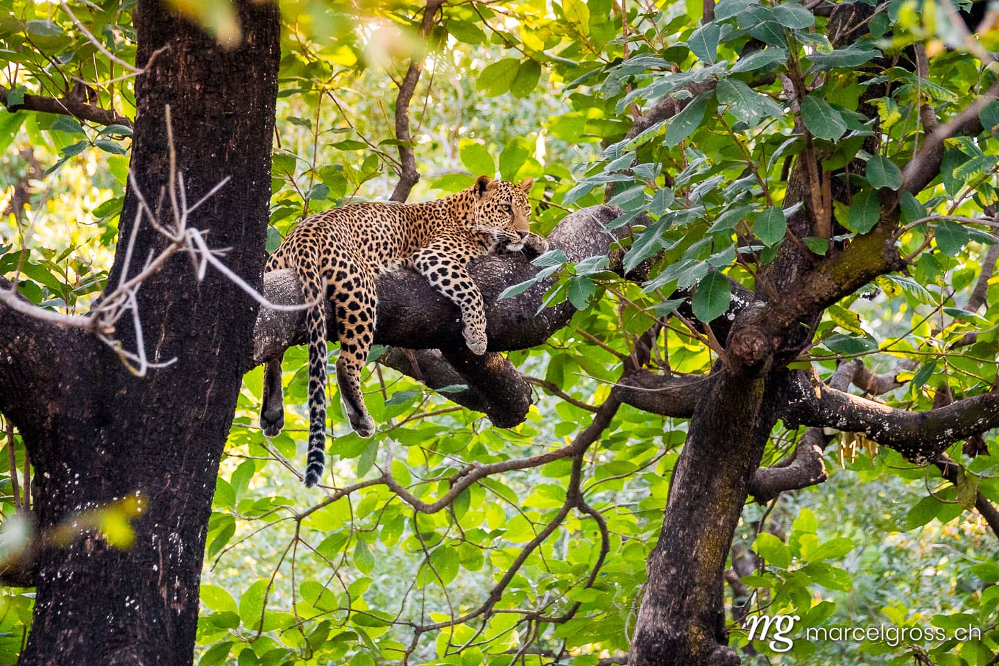 Leoparden Bilder. treep indian leopard in Panna National Park. Marcel Gross Photography
